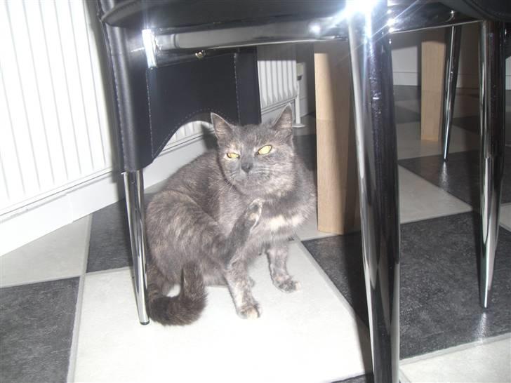 Blanding af racer mis - det klør lige  billede 5