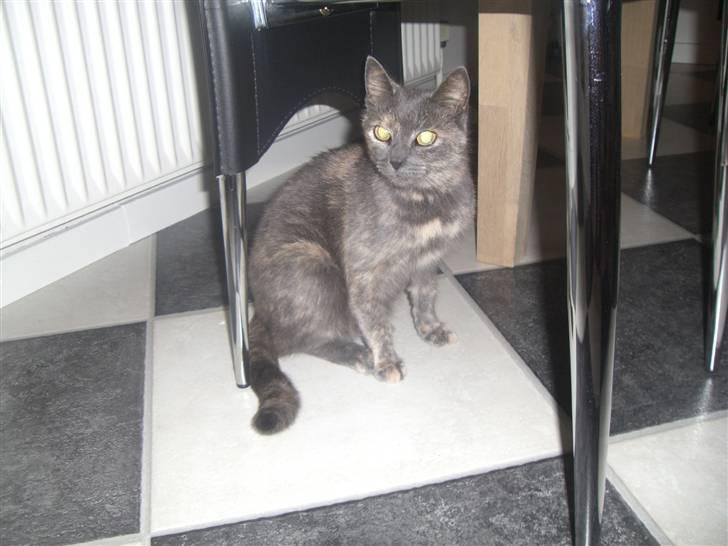 Blanding af racer mis - smil <3 billede 6