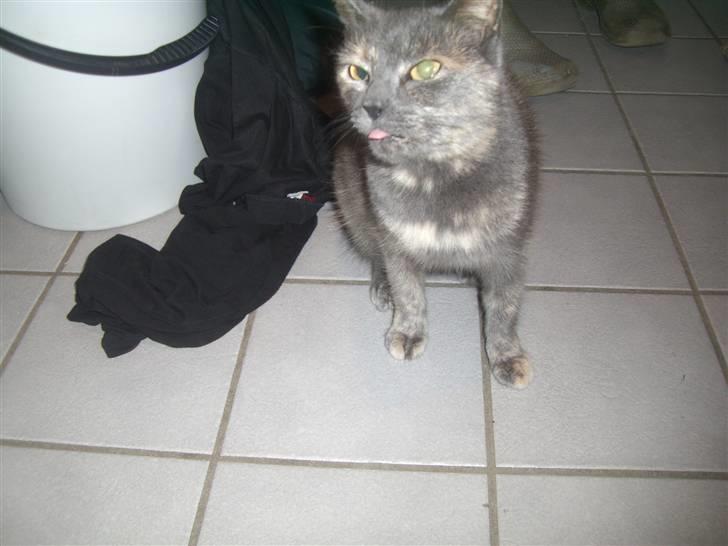 Blanding af racer mis - frække kat hehe billede 7