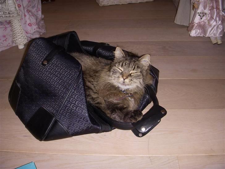 Norsk Skovkat Fru Carlsberg - Dette billede kom i vild med dyr og pletskud billede 1