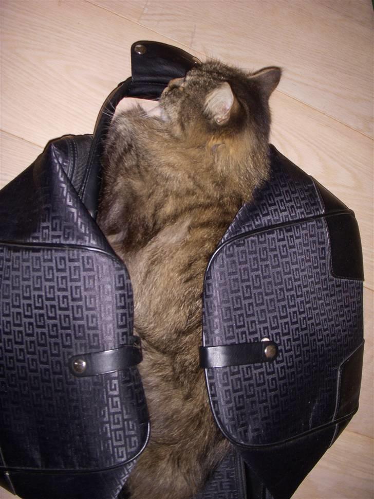 Norsk Skovkat Fru Carlsberg - Åh.. hvor hun hygger sig billede 2