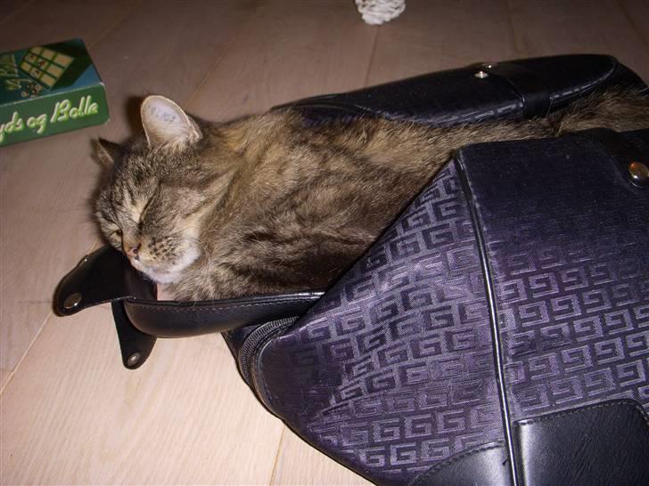 Norsk Skovkat Fru Carlsberg - Hun elsker bare at ligge alle mulige mærkelig steder billede 3