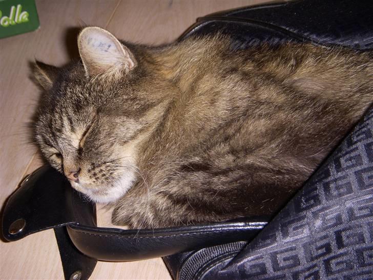 Norsk Skovkat Fru Carlsberg billede 4