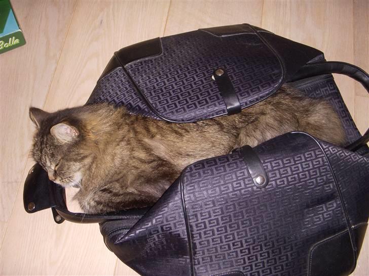 Norsk Skovkat Fru Carlsberg billede 5