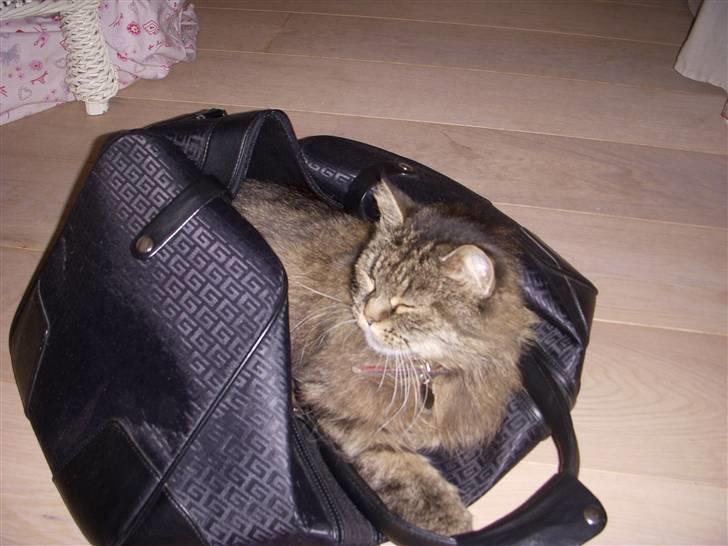 Norsk Skovkat Fru Carlsberg billede 6