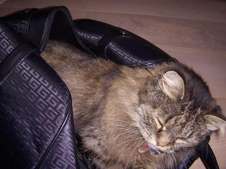 Norsk Skovkat Fru Carlsberg billede 7