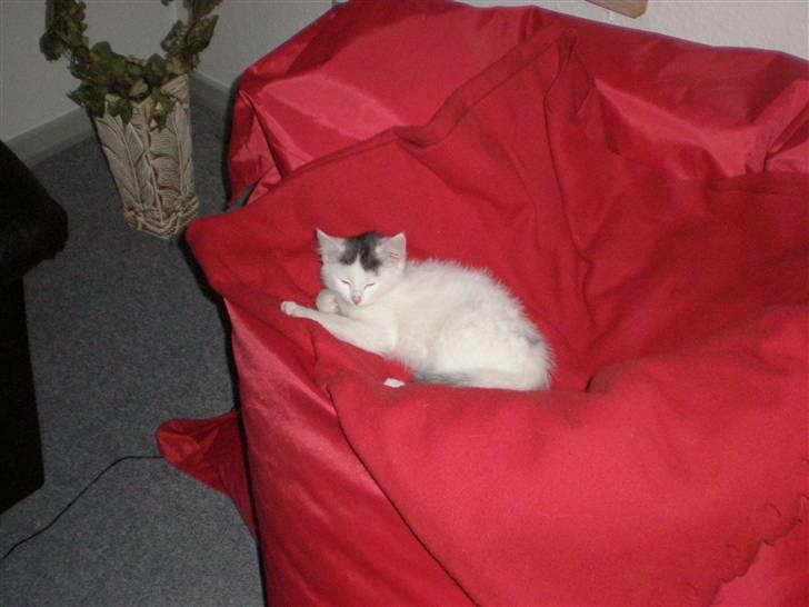 Huskat Diana - Mors MEGA sækkestol er bare dejlig at ligge i :) billede 10