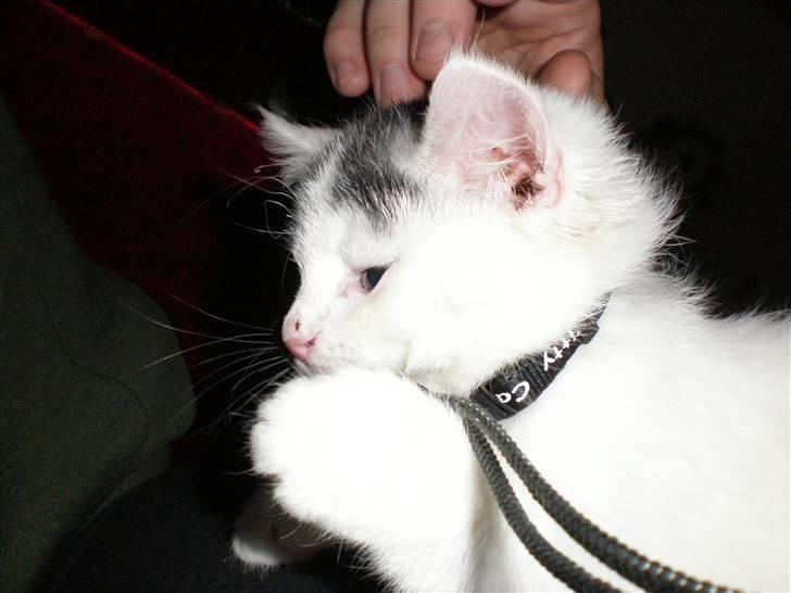 Huskat Diana - snoren på cameraret er rigtig sjov.. billede 12