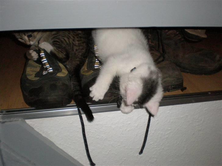 Huskat Diana - Det bedste legetøj er søren sko. billede 13