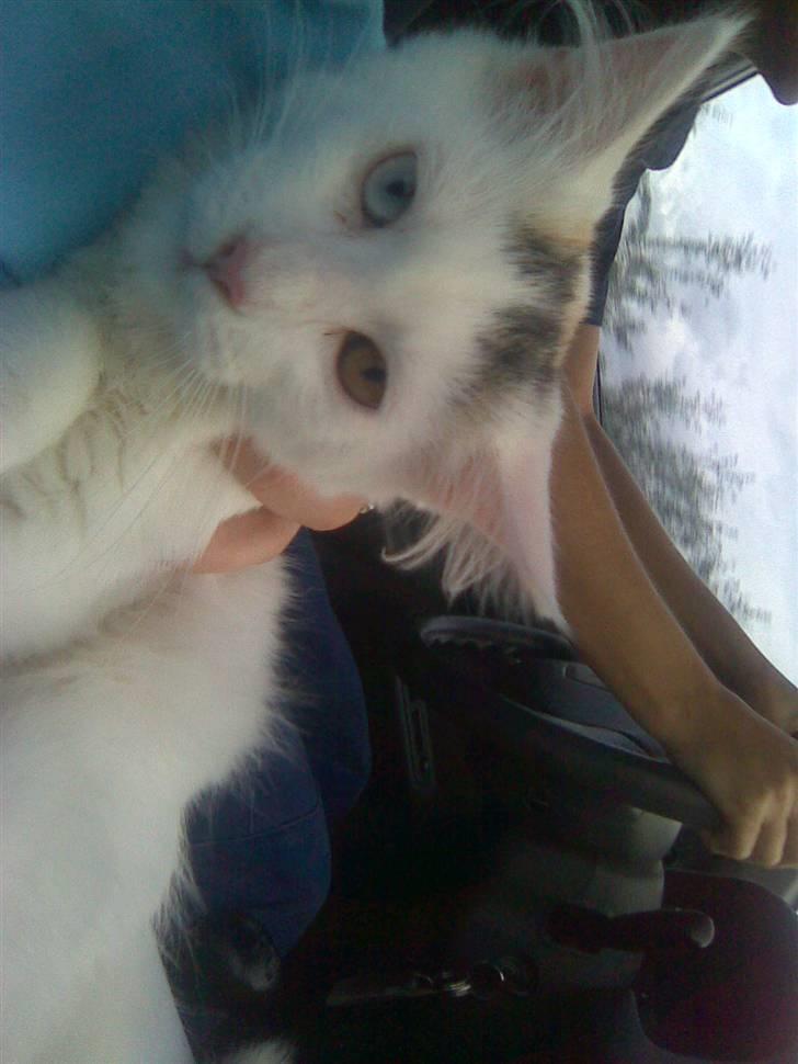 Maine Coon Akia billede 2