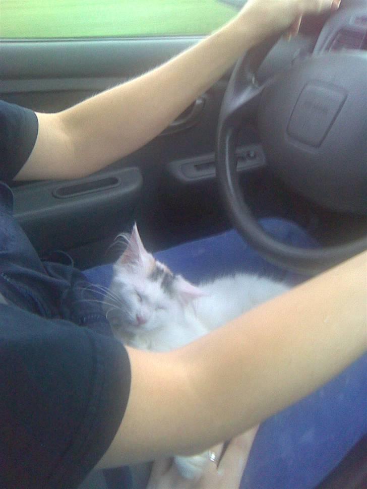 Maine Coon Akia billede 3