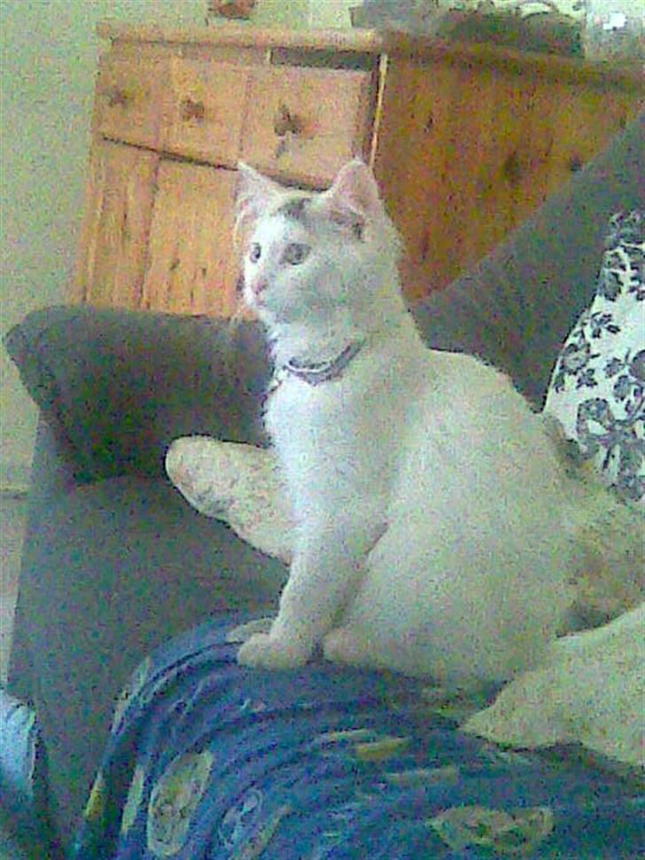 Maine Coon Akia billede 4