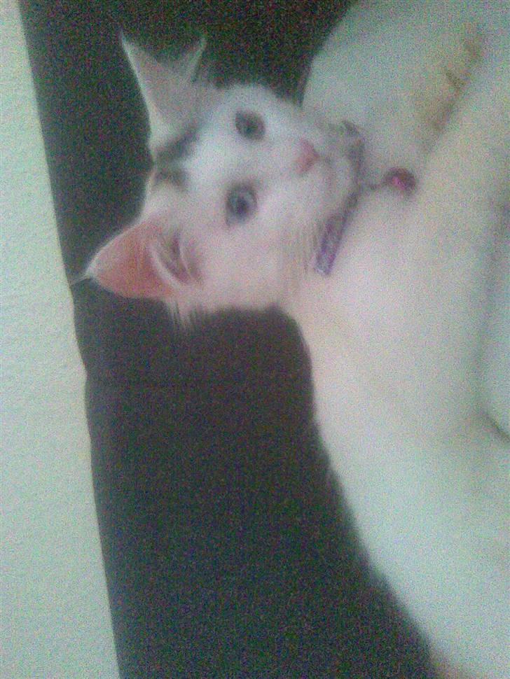 Maine Coon Akia billede 5