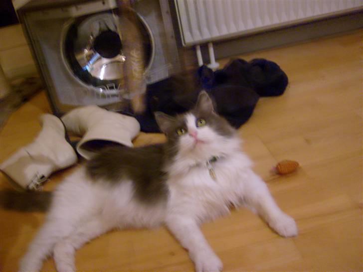 Blanding af racer Oliver Twist billede 17