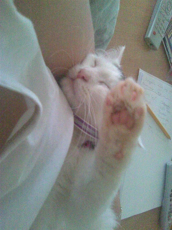 Maine Coon Akia billede 6