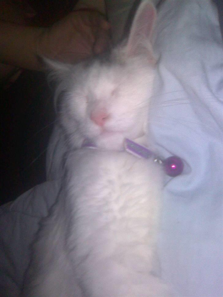 Maine Coon Akia billede 7