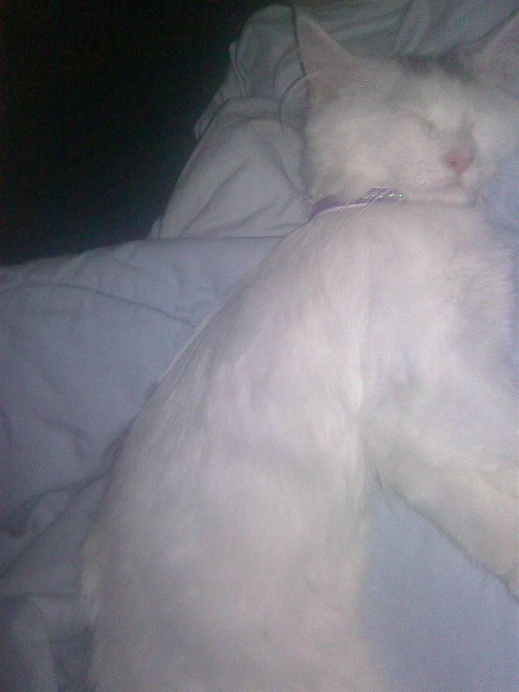 Maine Coon Akia billede 8