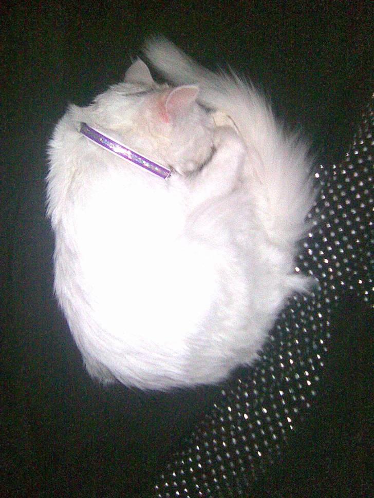 Maine Coon Akia billede 9