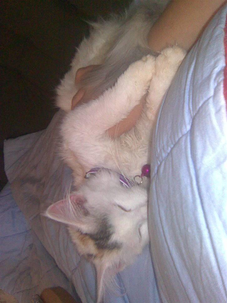 Maine Coon Akia billede 10