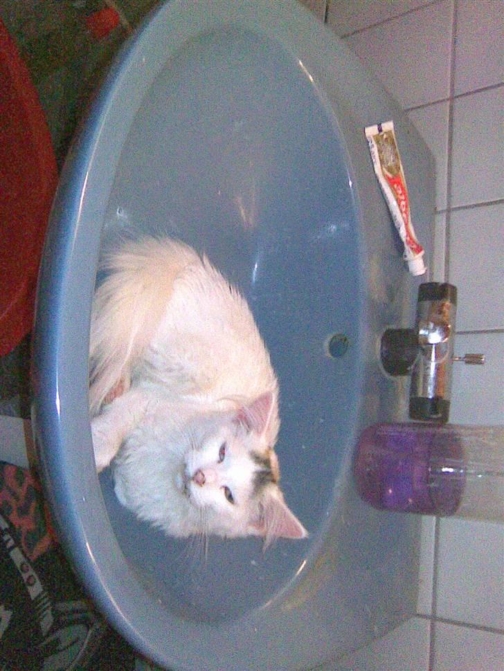 Maine Coon Akia billede 11