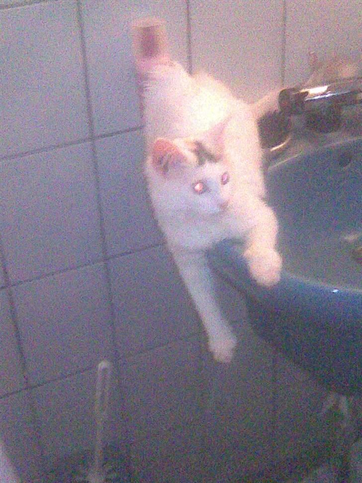 Maine Coon Akia billede 12