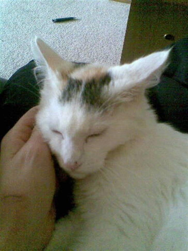 Maine Coon Akia billede 13