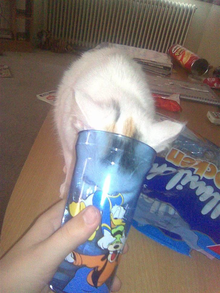 Maine Coon Akia billede 14