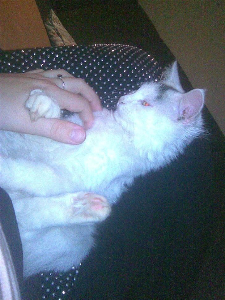 Maine Coon Akia billede 16