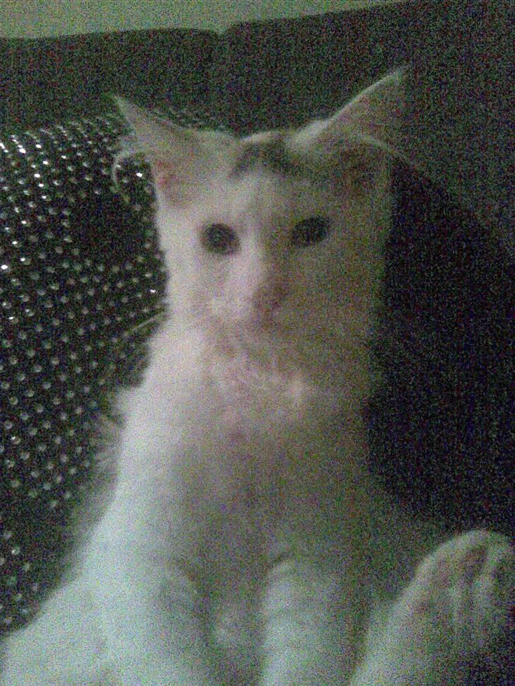 Maine Coon Akia billede 17