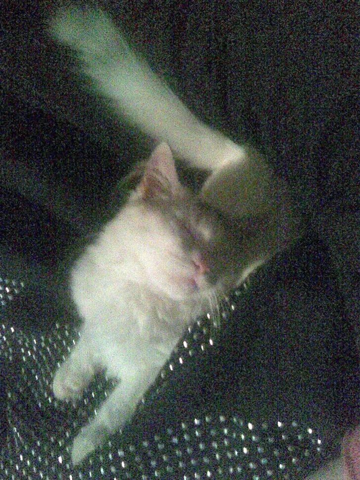 Maine Coon Akia billede 19