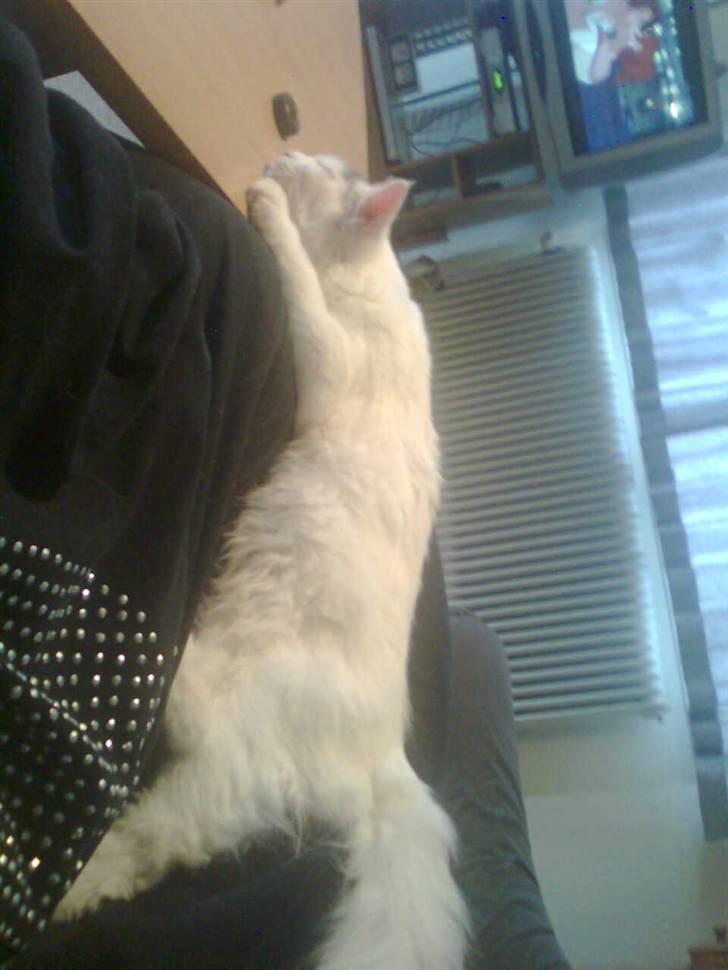 Maine Coon Akia billede 20