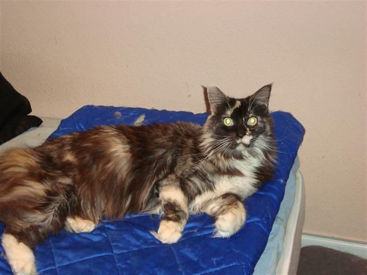 Maine Coon SnowAngels Gizmone billede 1