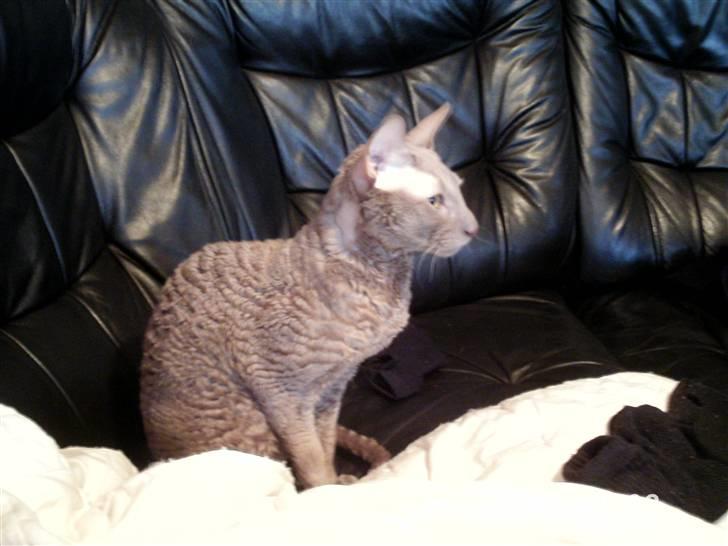 Cornish Rex Bamsekats Anton Berg - uhh han er fin billede 1