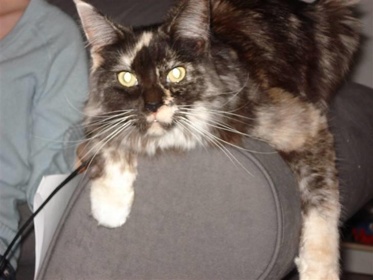 Maine Coon SnowAngels Gizmone billede 2