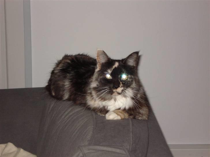 Maine Coon SnowAngels Gizmone billede 3