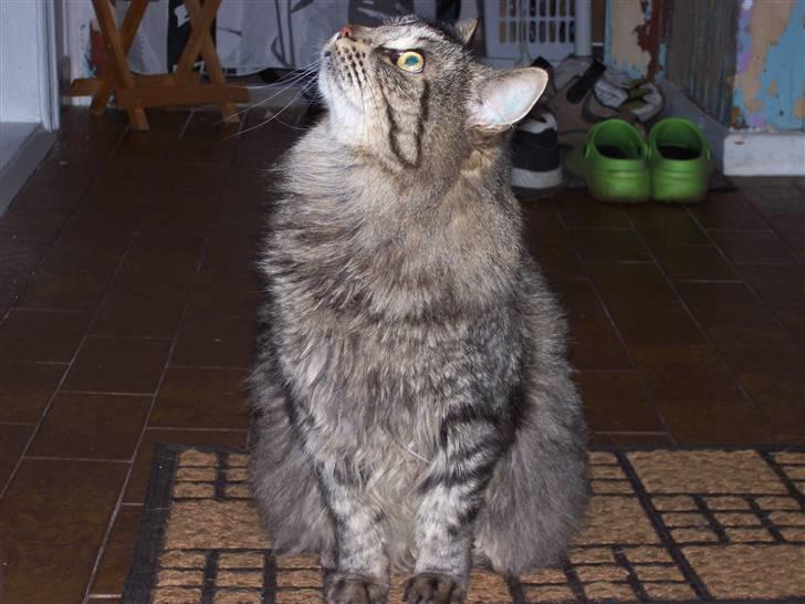 Blanding af racer kiddy R.I.P billede 2