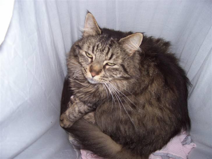 Blanding af racer kiddy R.I.P billede 3