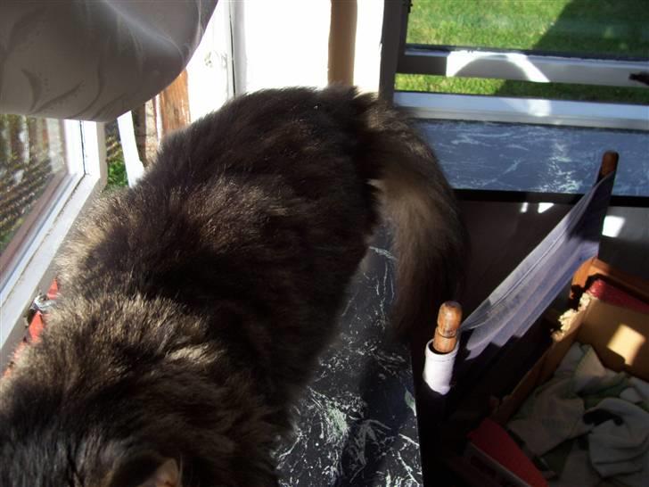 Blanding af racer kiddy R.I.P billede 4