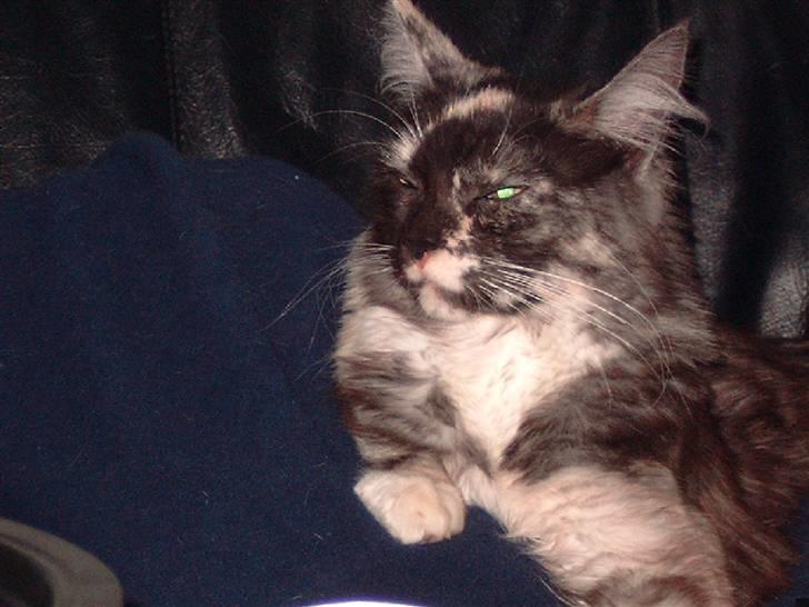 Maine Coon SnowAngels Gizmone billede 4