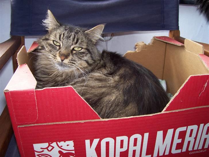 Blanding af racer kiddy R.I.P billede 5