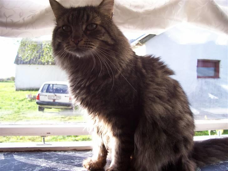 Blanding af racer kiddy R.I.P billede 6