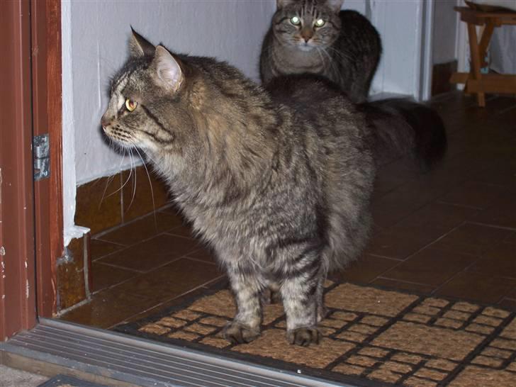 Blanding af racer kiddy R.I.P billede 7