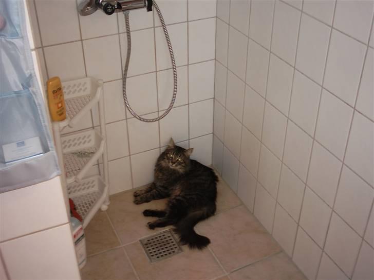 Blanding af racer kiddy R.I.P billede 8