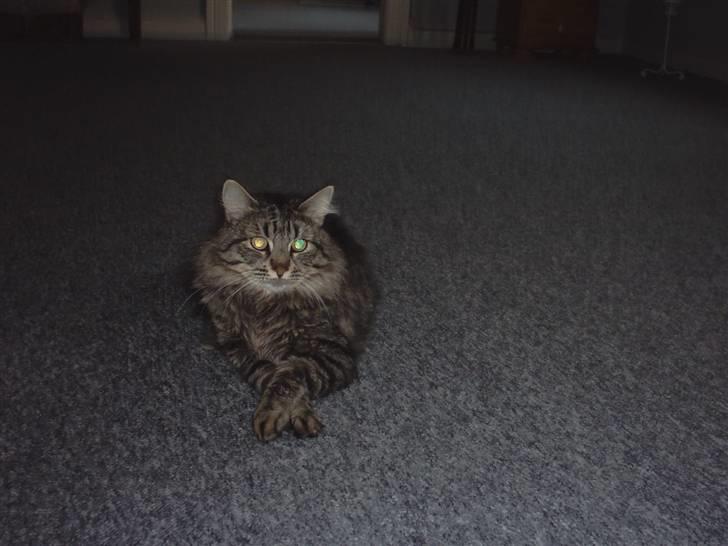 Blanding af racer kiddy R.I.P billede 9