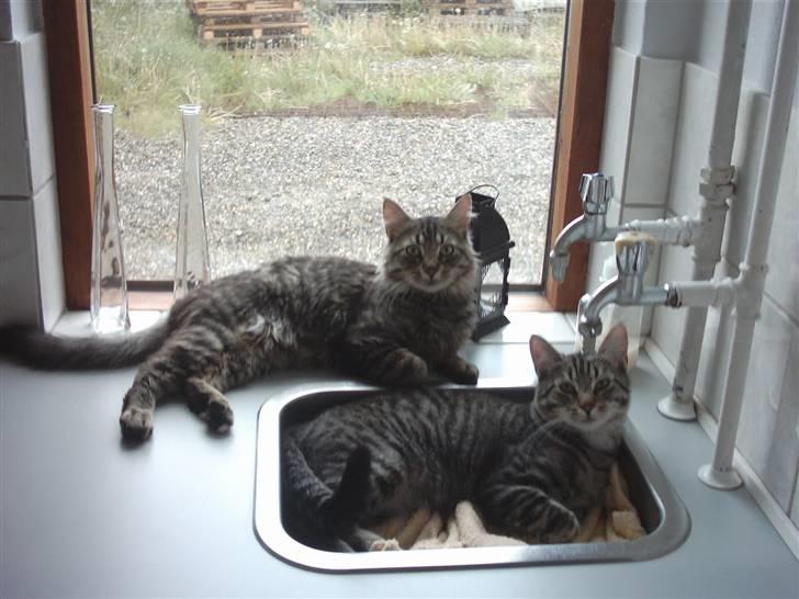 Blanding af racer kiddy R.I.P billede 10