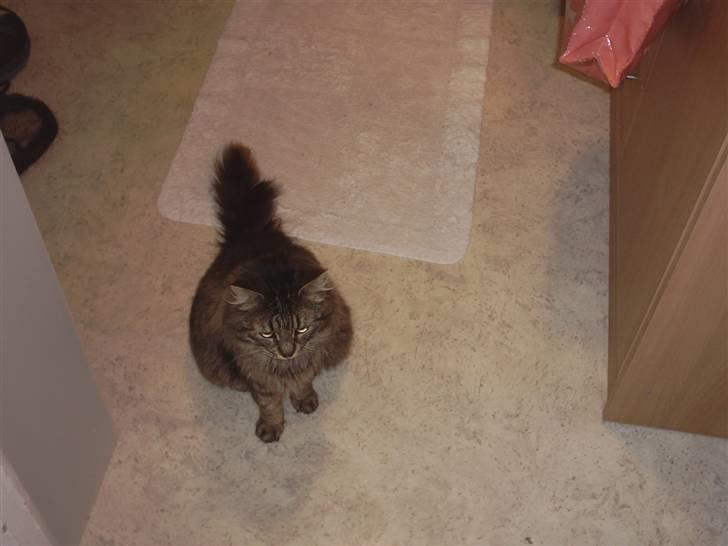 Blanding af racer kiddy R.I.P billede 11