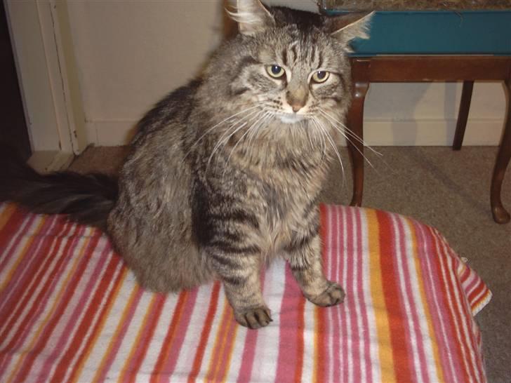 Blanding af racer kiddy R.I.P billede 12