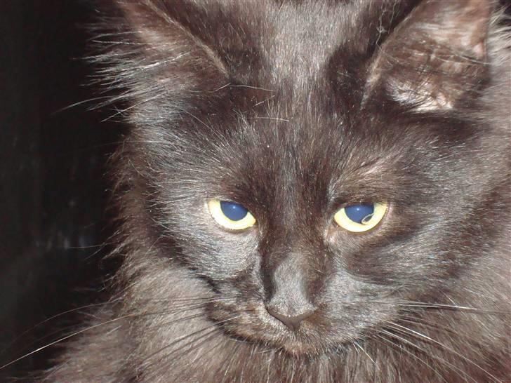 Maine Coon Cleo billede 1