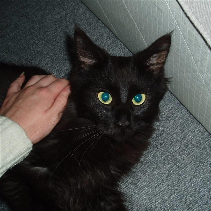 Maine Coon Cleo billede 2