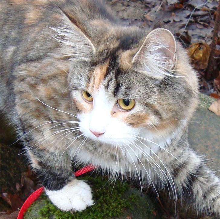 Maine Coon Jasmin billede 1